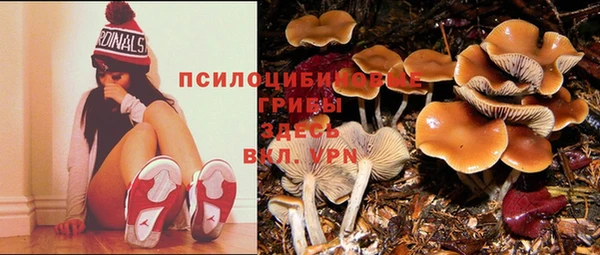 прущие грибы Арсеньев
